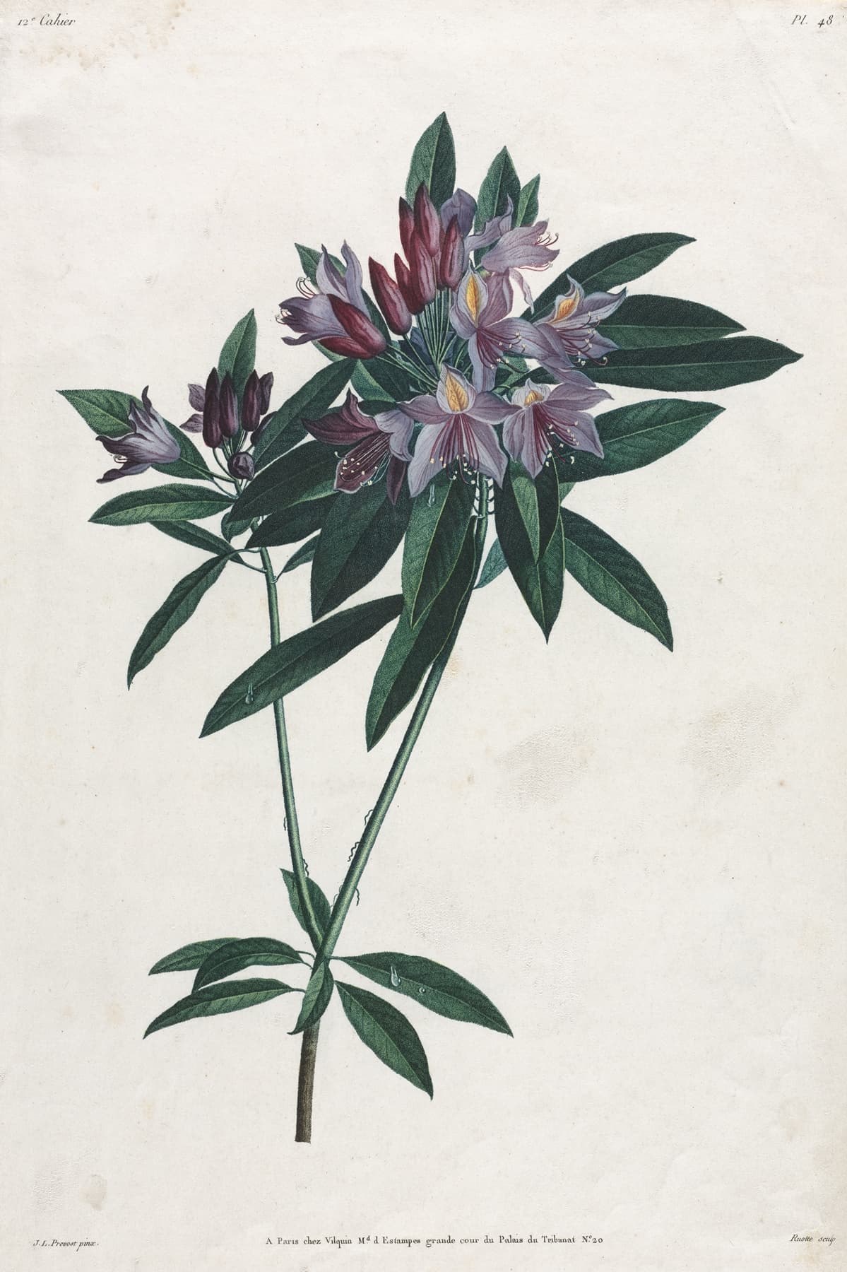 High quality Giclée reproduction of Jean-Louis Prévost's 1805 Pontic Rhododendron botanical print, 19th Century hand-colored flower illustration.