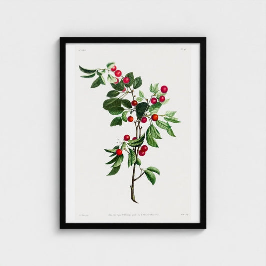 Framed botanical print of a plant with red berries on a white background