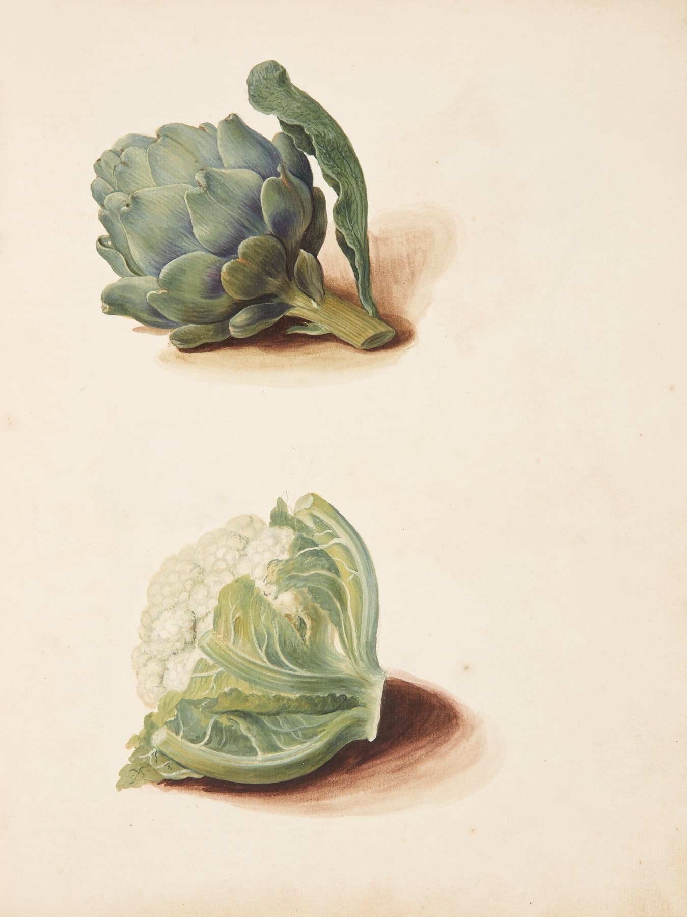 High-quality Giclée reproduction of Johanna Fosie's 1750s botanical illustration, showing a green artichoke and a white cauliflower head, 18th century vegetable still life.