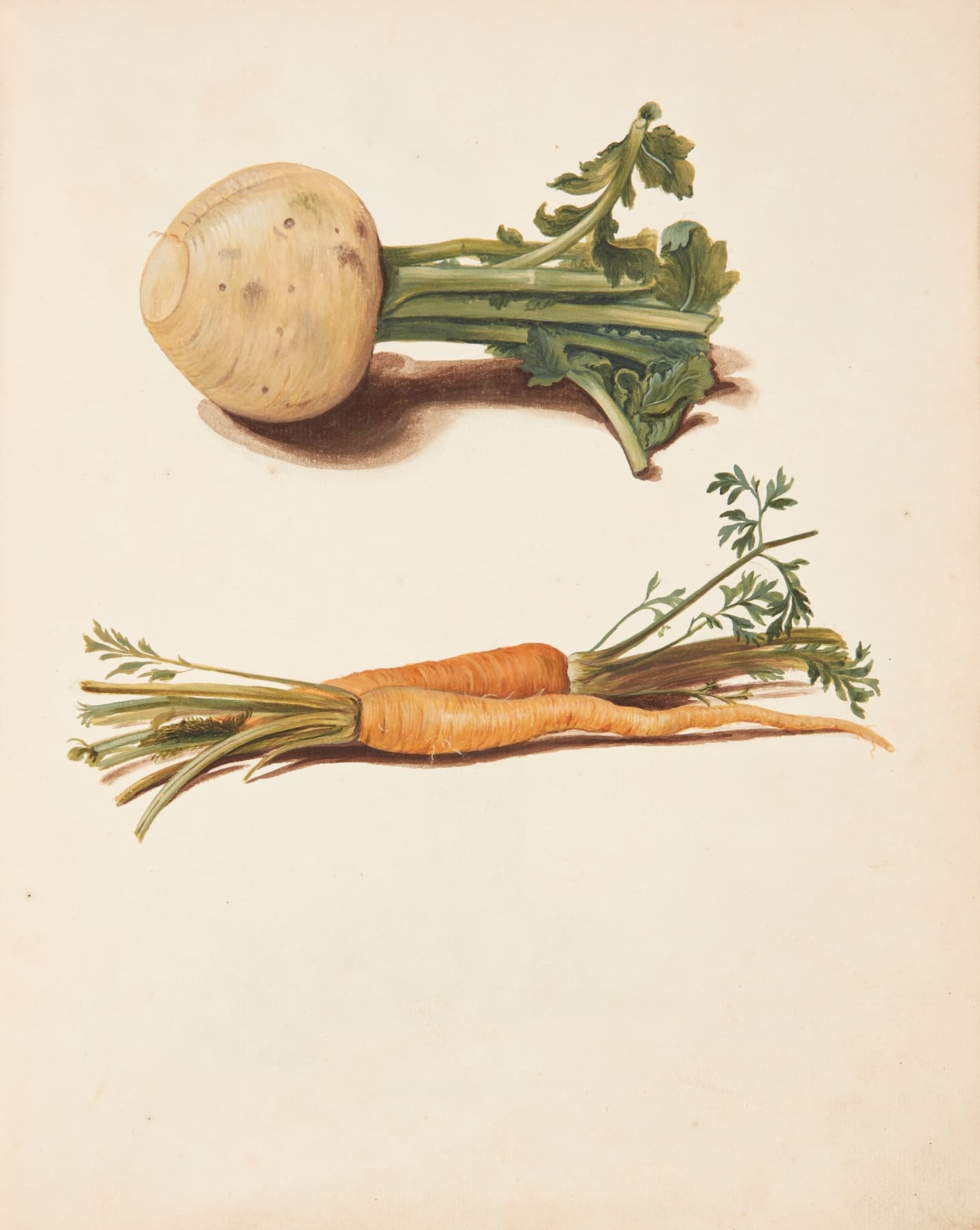 High-quality Giclée reproduction of Johanna Fosie's 1750s botanical illustration, showing a white turnip and an orange carrot with green tops, 18th century root vegetable still life.