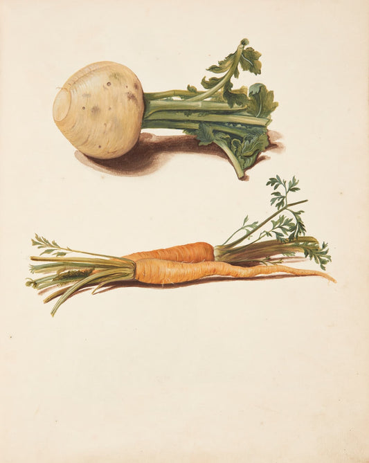 High-quality Giclée reproduction of Johanna Fosie's 1750s botanical illustration, showing a white turnip and an orange carrot with green tops, 18th century root vegetable still life.