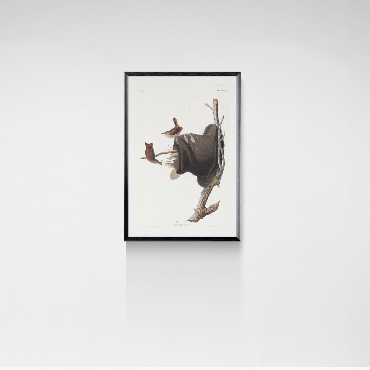 Framed artwork of a bird perched on a branch against a white background