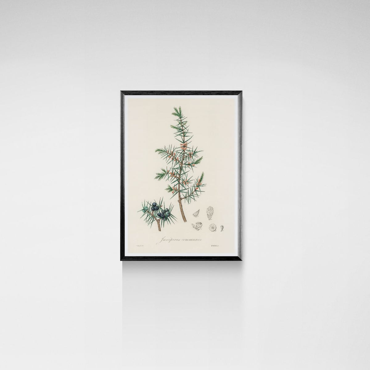 Framed botanical illustration of a plant on a white wall