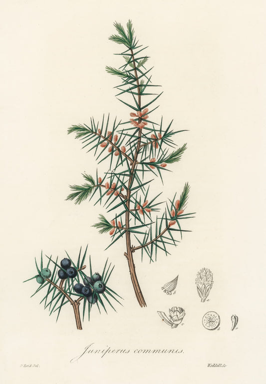 Botanical illustration of Juniperus communis on a beige background