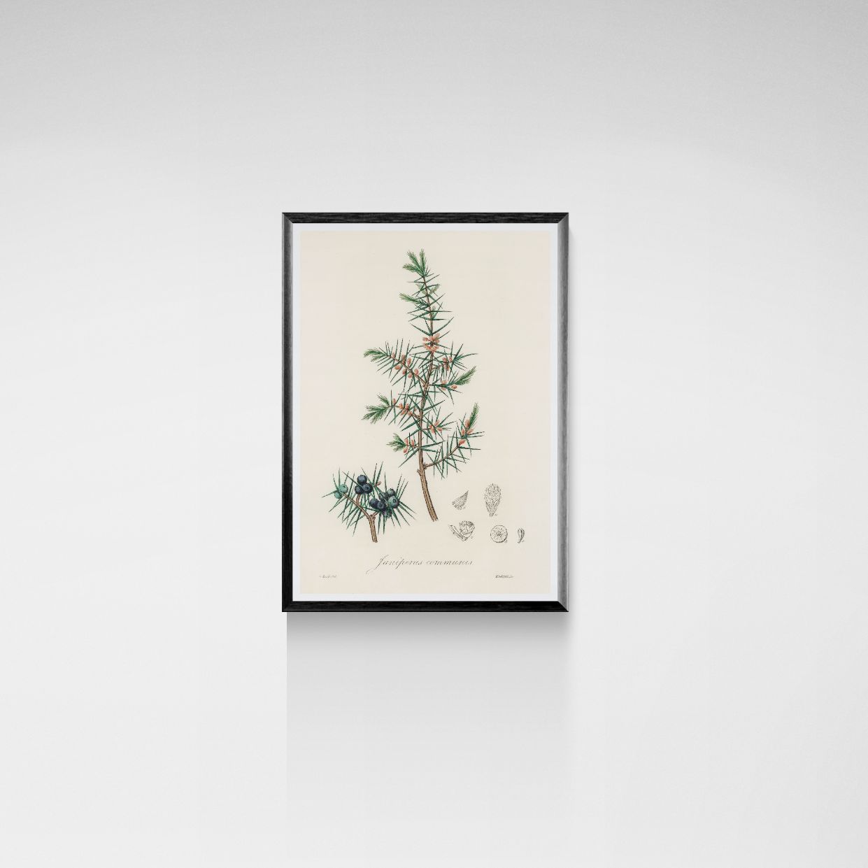 Framed botanical illustration of a plant on a white wall