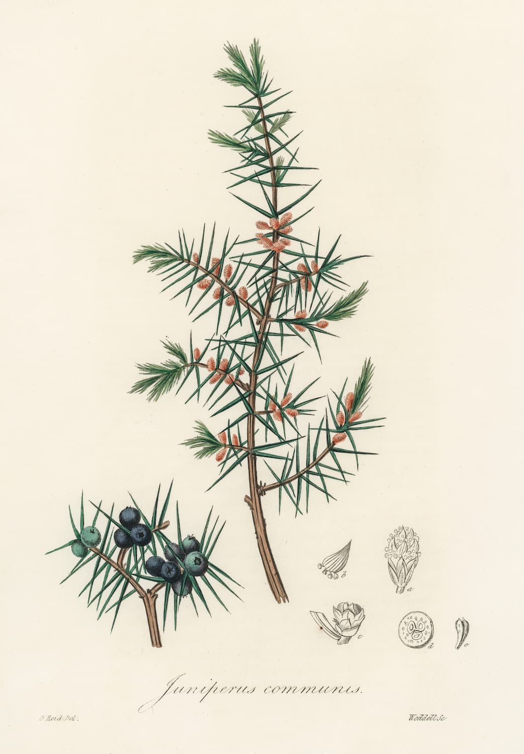 Museum-quality Giclée reproduction of an 1800s botanical illustration of Juniperus Communis (Juniper Berry), showing blue-black berries, needle-like leaves, and detailed plant dissections. Ideal for kitchen or bar decor.
