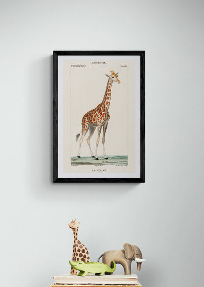 Giraffe from Dictionnaire des Sciences Naturelles (1840) | Pierre Turpin prints