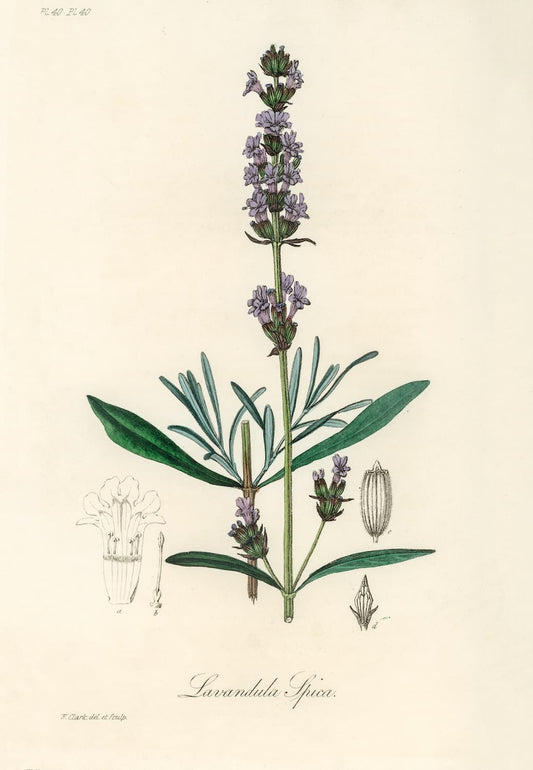 Museum-quality Giclée reproduction of an 1800s botanical illustration of Lavandula Spica (Spike Lavender), featuring a purple flower spike, narrow leaves, and detailed inset scientific diagrams. Perfect for apothecary or farmhouse decor.