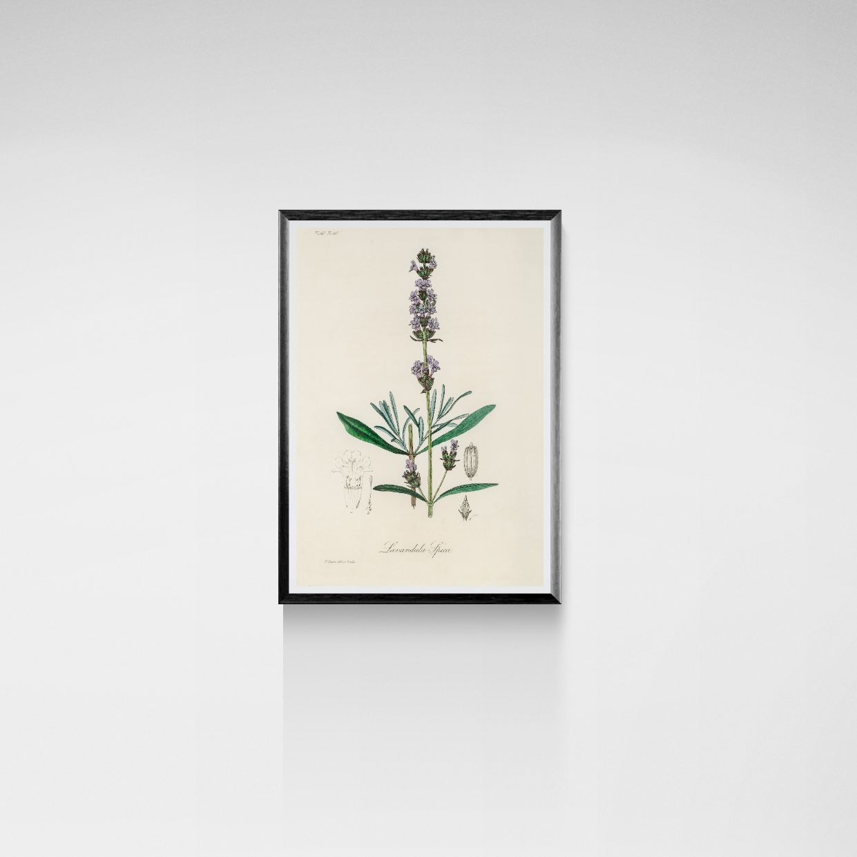 Botanical illustration of a plant in a black frame on a white background