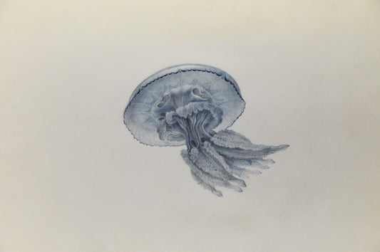 High-quality Giclée reproduction of Charles Alexandre Lesueur's early 19th-century scientific illustration of a translucent jellyfish (Medusa) with tentacles and a bell, marine biology print.