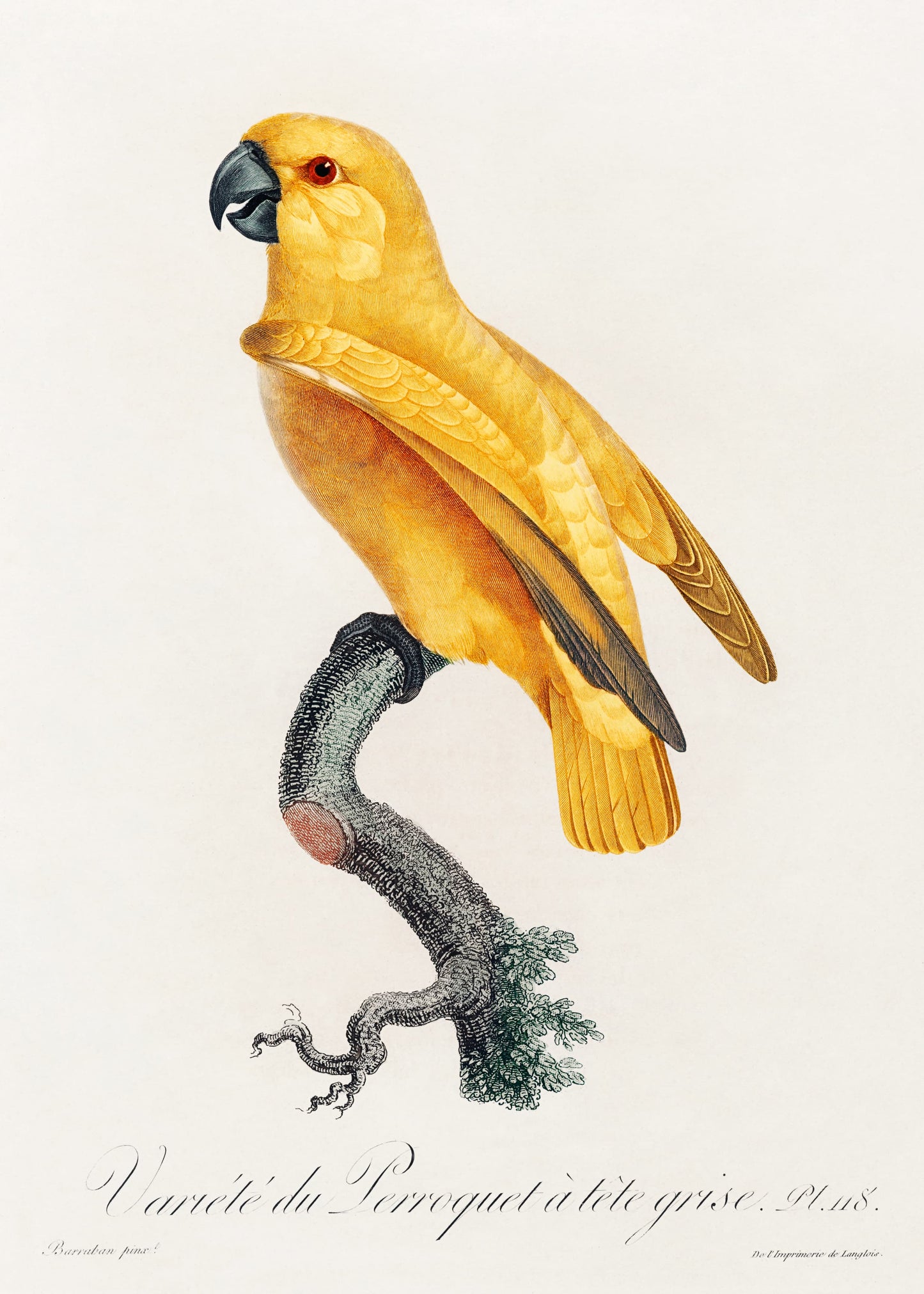 Yellow parrot perched on a branch with a white background