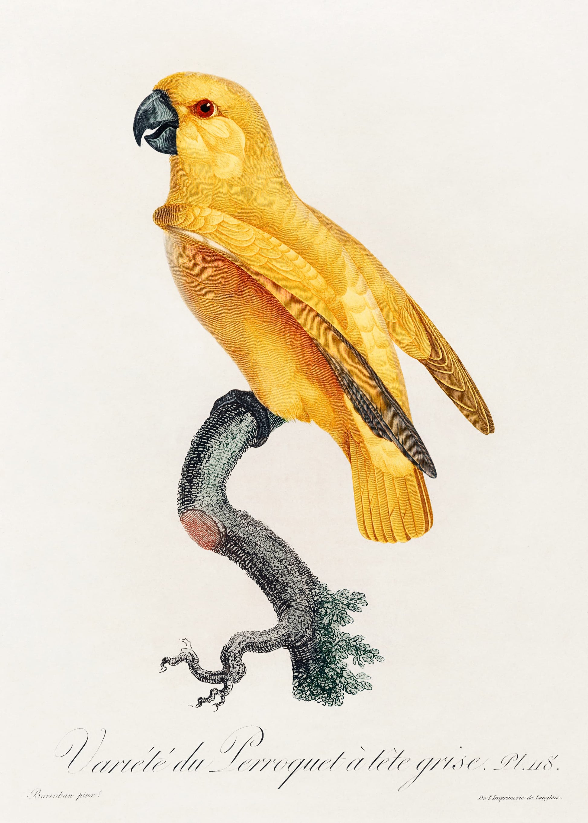 Yellow parrot perched on a branch with a white background