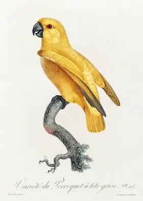 High-quality Giclée reproduction of Jacques Barraband's illustration 'Varieté du Perroquet à tête grise,' showing a striking yellow parrot with a black beak perched on a branch, from Levaillant's 1801 Natural History of Parrots.