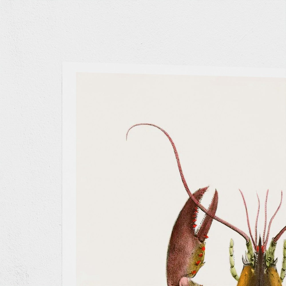 Illustration of a lobster on a white background