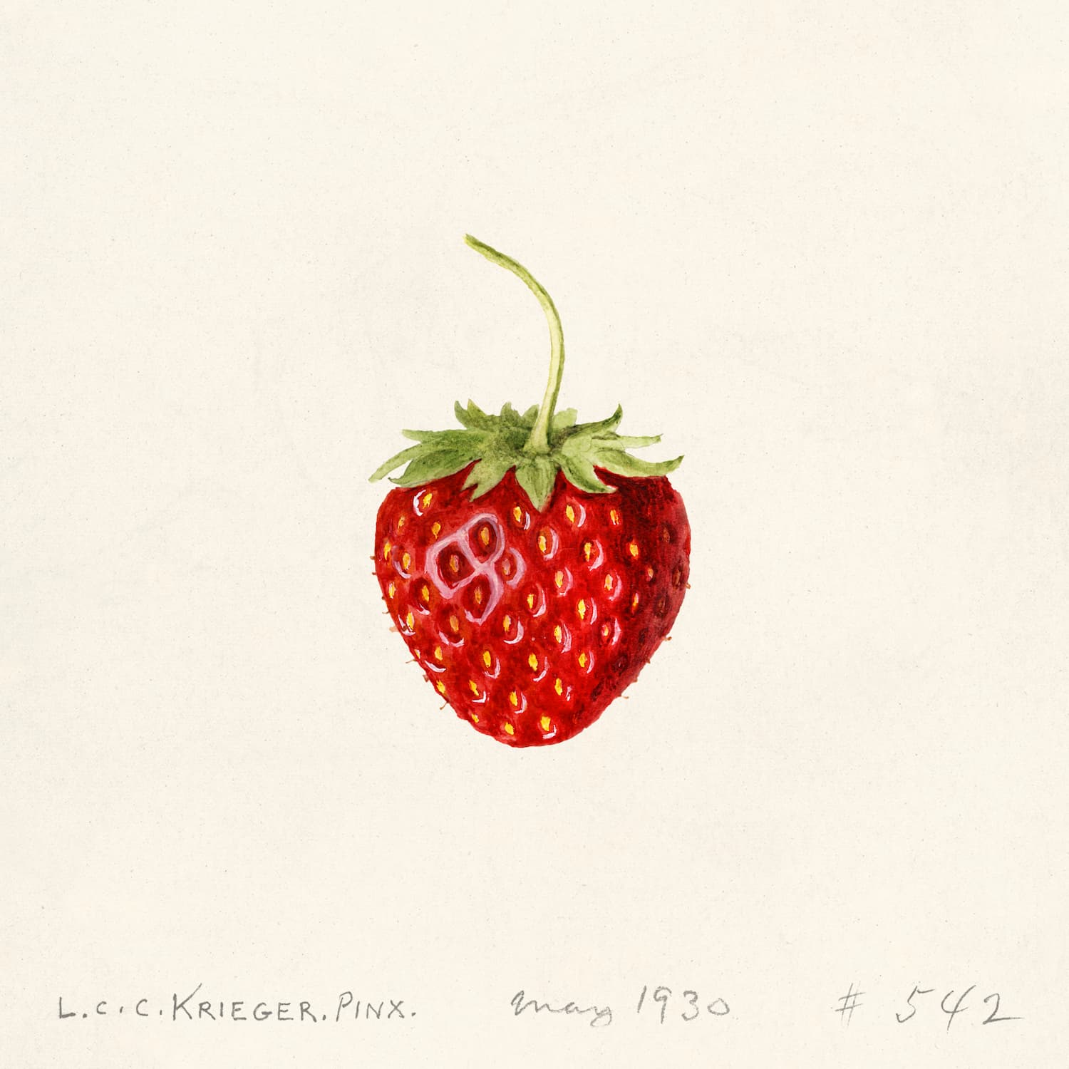 Museum-quality Giclée reproduction of Louis Krieger's 1930 Strawberry Botanical Illustration, featuring a detailed, ripe single red strawberry with green leaves and stem. A classic scientific print perfect for kitchen decor.