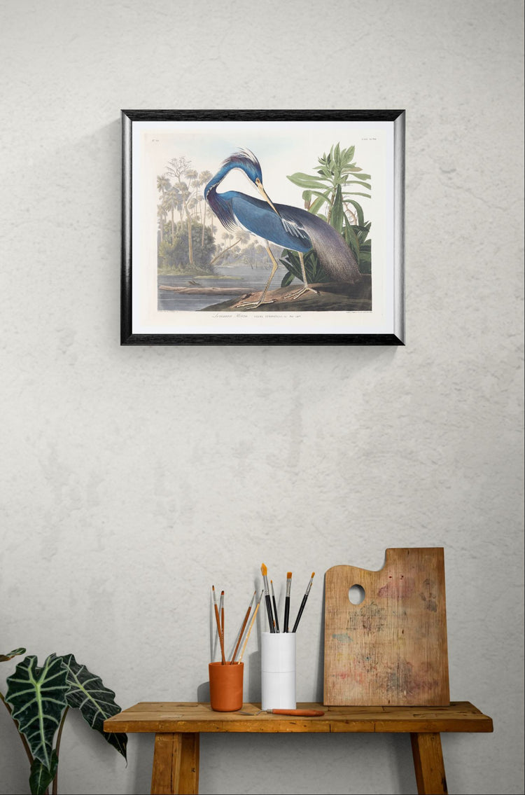 Louisiana Heron print - John James Audubon (1800s) Giclée Ornithological Art