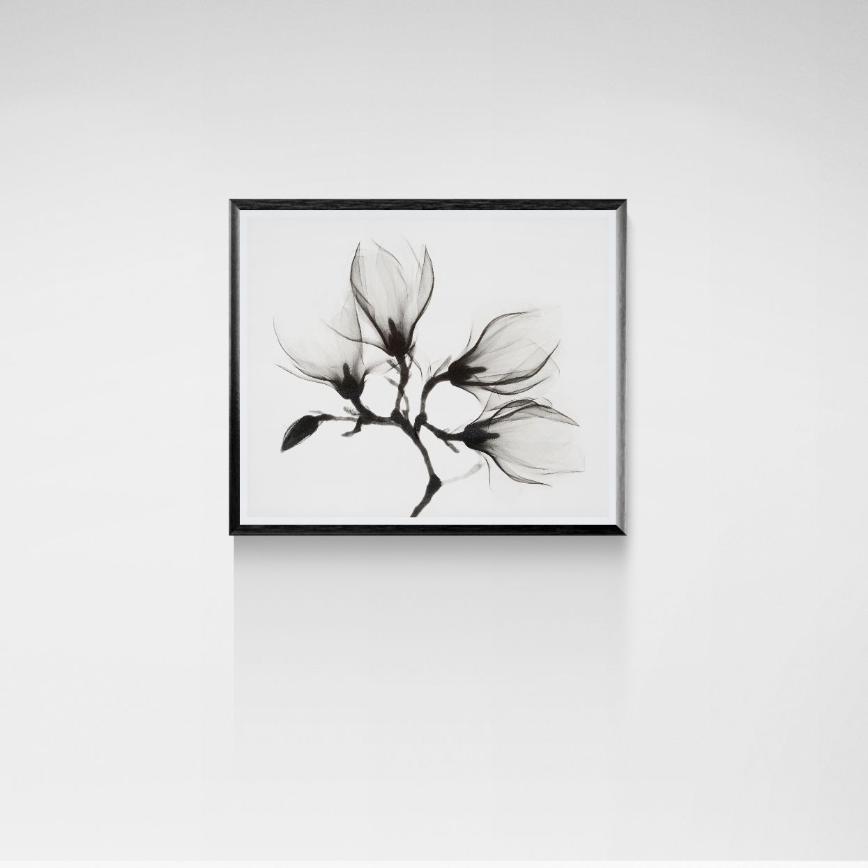 Vintage Magnolia Blossoms (c. 1920s) – Antique X-Ray Fine Art Photography Print