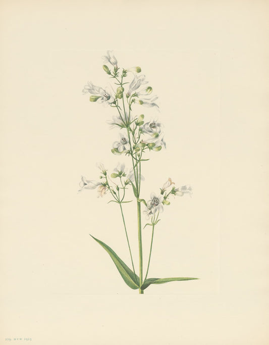 High-quality Giclée reproduction of Mary Vaux Walcott's 1920s botanical illustration of a white Foxglove (Penstemon) stalk with green leaves, vintage scientific print.