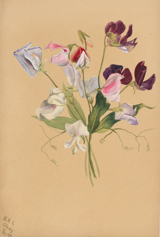 High-quality print of Mary Vaux Walcott's watercolor of white, pink, and purple sweet pea wildflowers on a tan background, vintage 1925 botanical illustration.