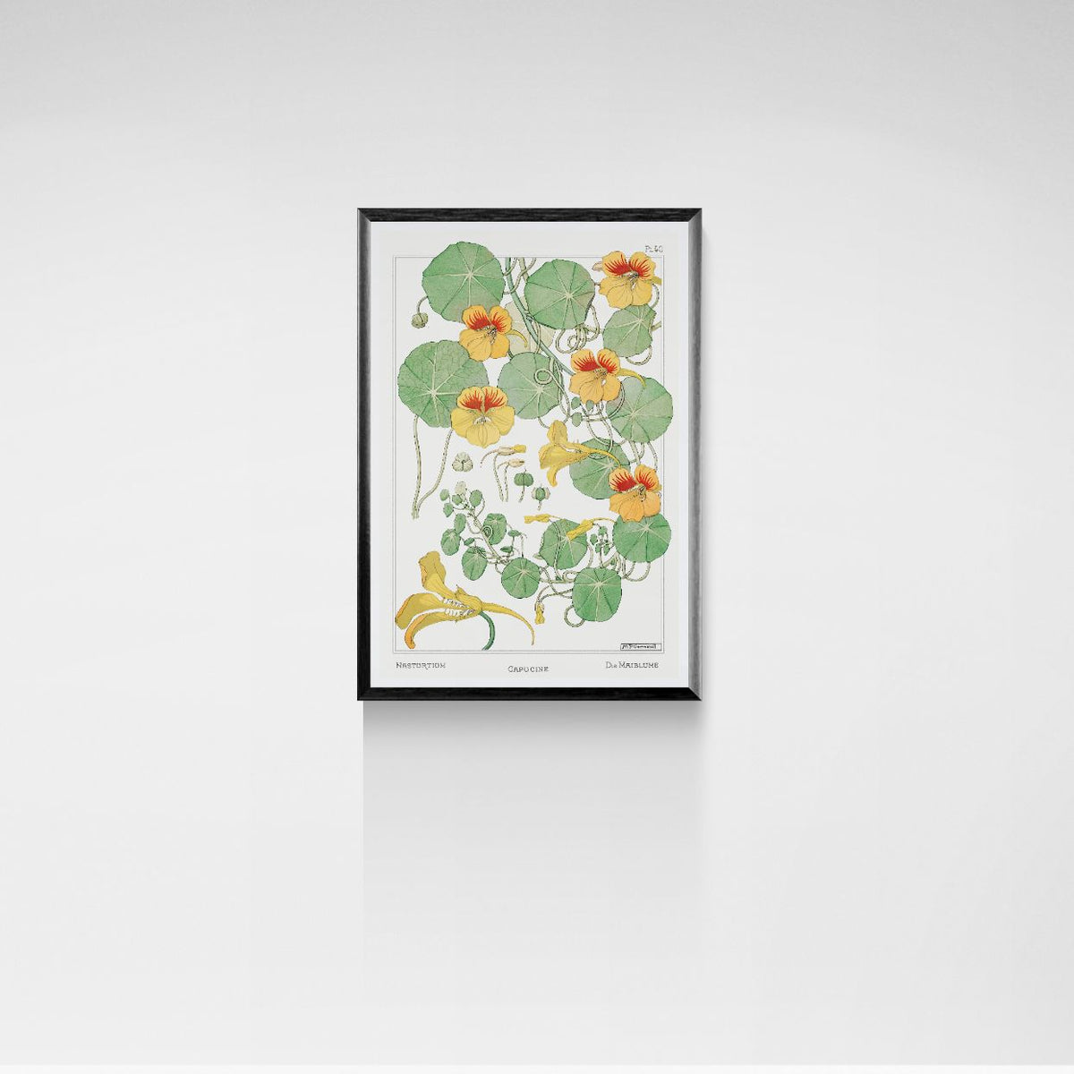 Framed botanical illustration of nasturtium flowers on a white wall