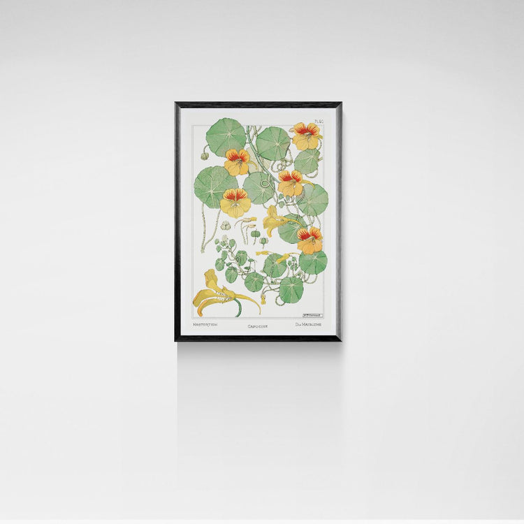 Framed botanical illustration of nasturtium flowers on a white wall