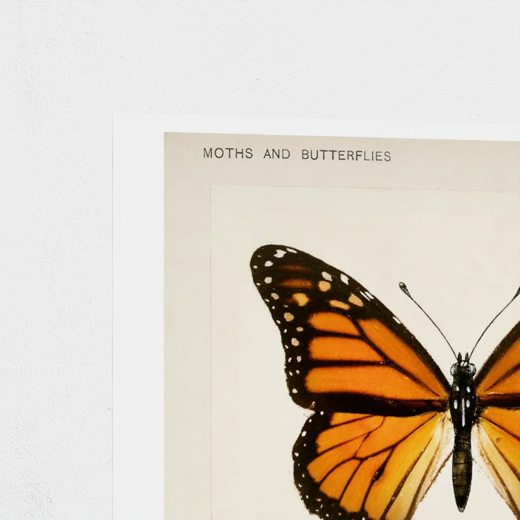 Butterfly on a book titled 'Moths and Butterflies' with a white background