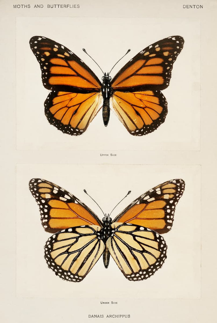 Monarch Butterfly Print | c. 1900s Vintage Natural History Illustration
