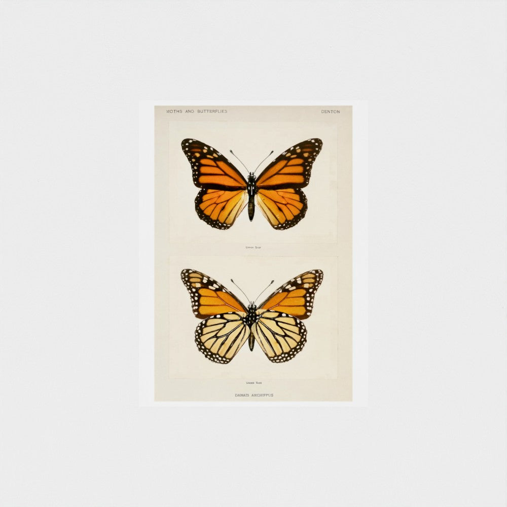 Illustration of two butterflies on a beige background