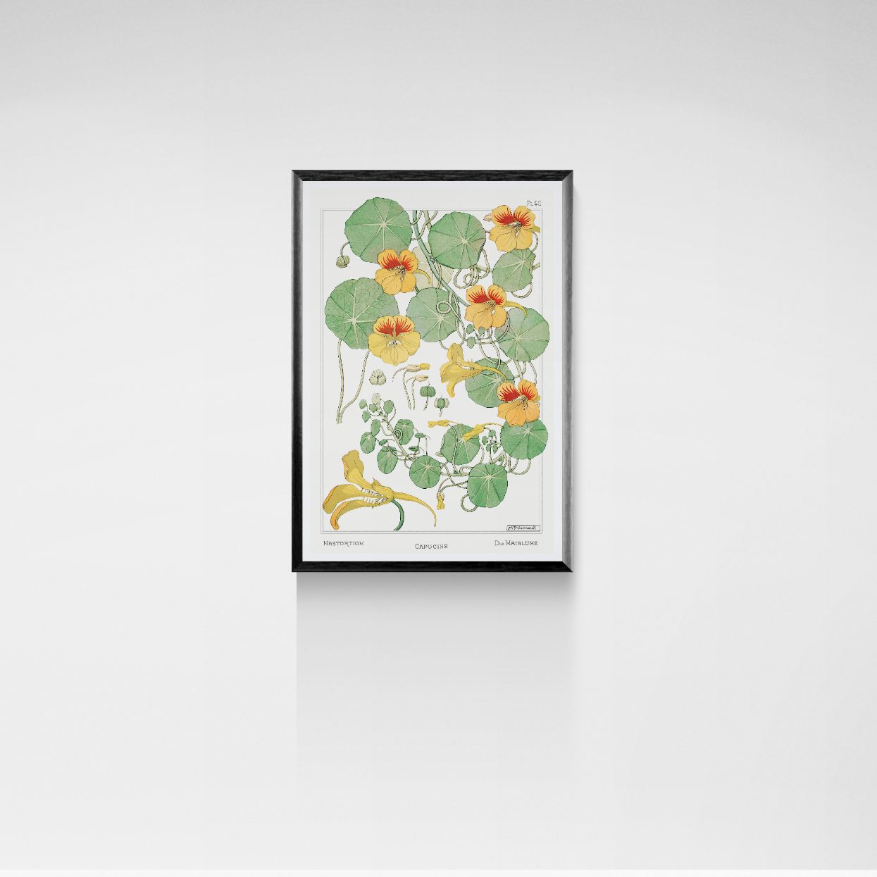 Framed botanical illustration of nasturtium flowers on a white wall