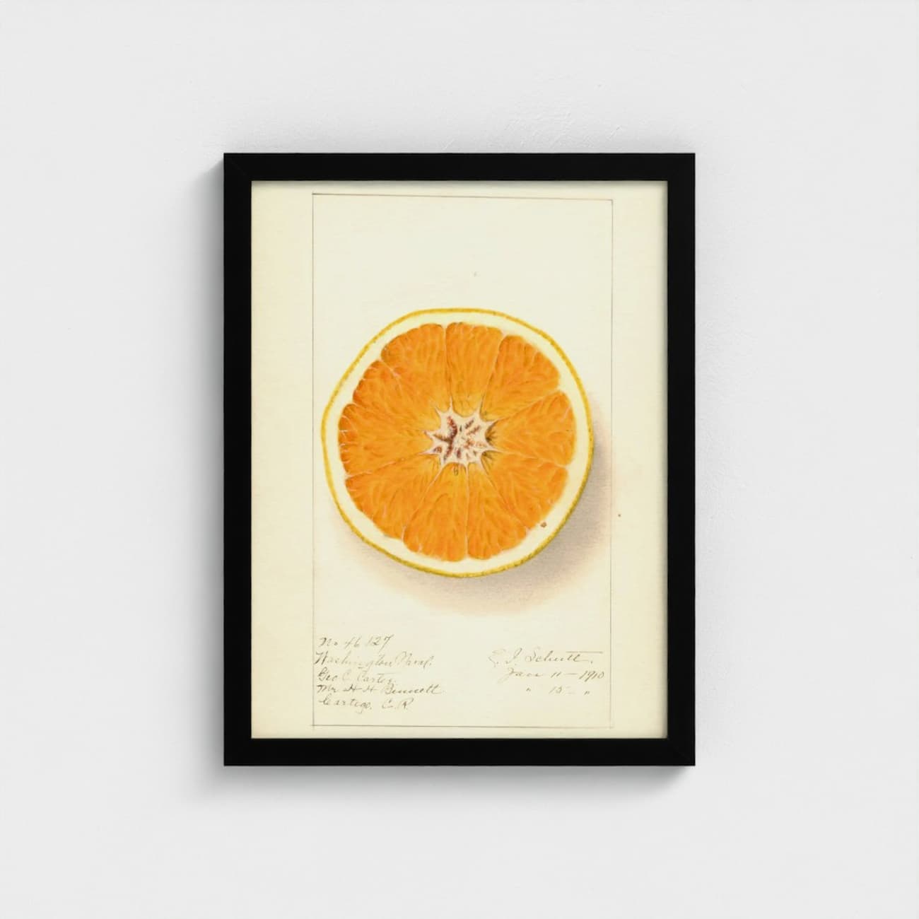 Framed artwork of a sliced orange on a light background