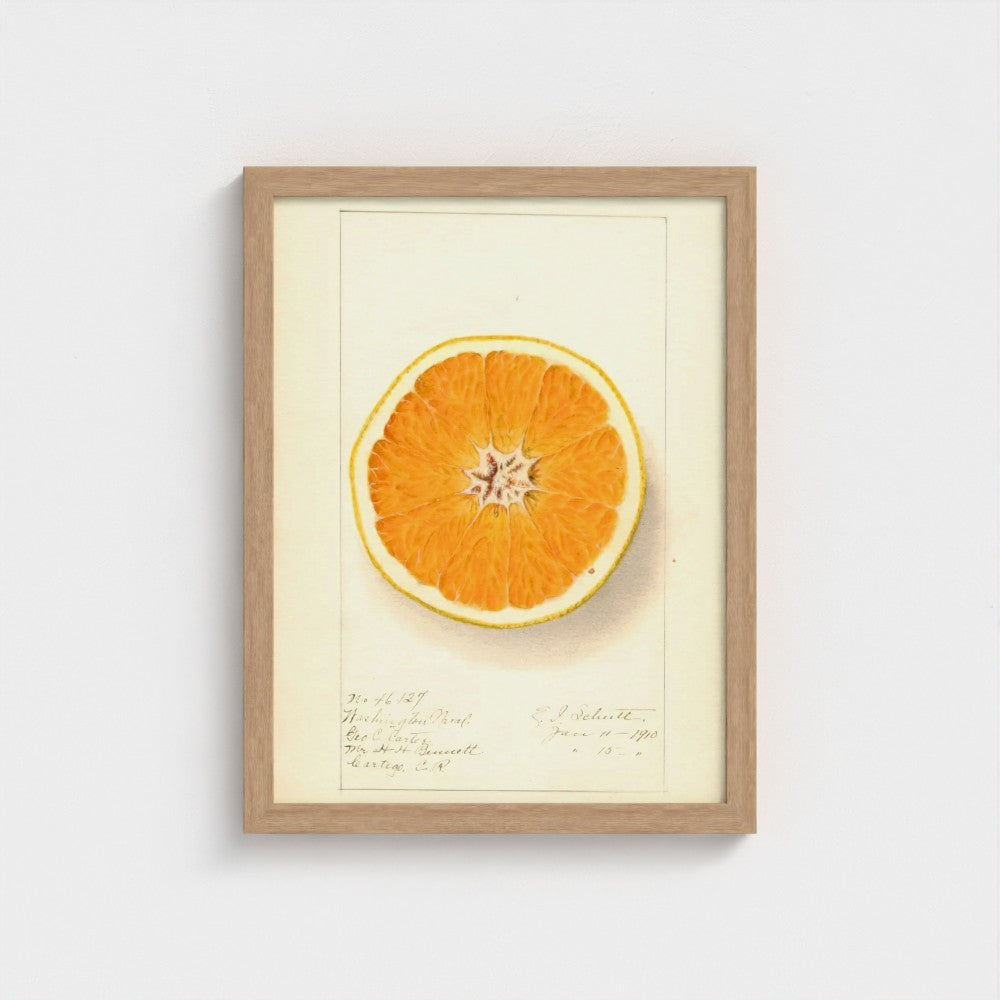 Framed artwork of a sliced orange on a light background
