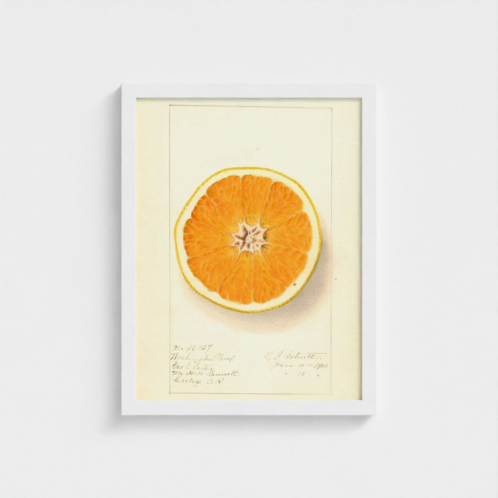 Framed artwork of a sliced orange on a light background