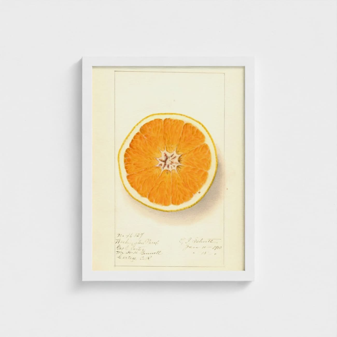 Framed artwork of a sliced orange on a light background