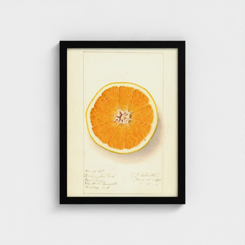 Framed artwork of a sliced orange on a light background
