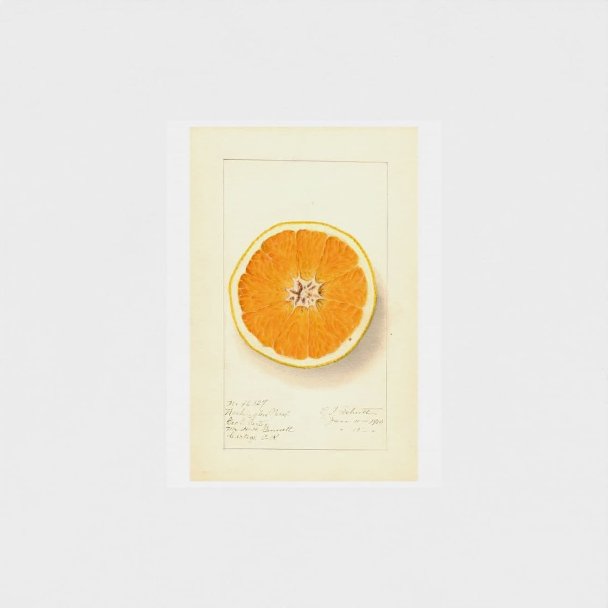 Illustration of a sliced orange on a white background