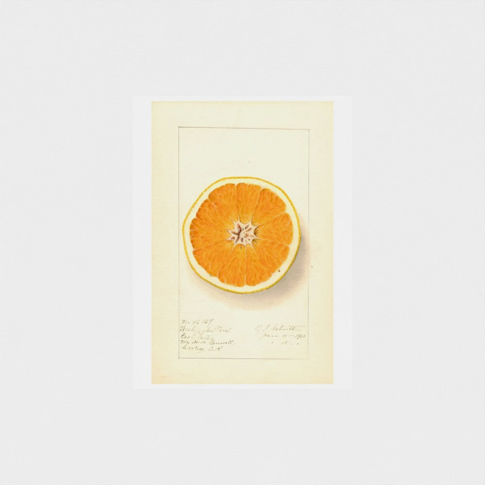 Illustration of a sliced orange on a beige background