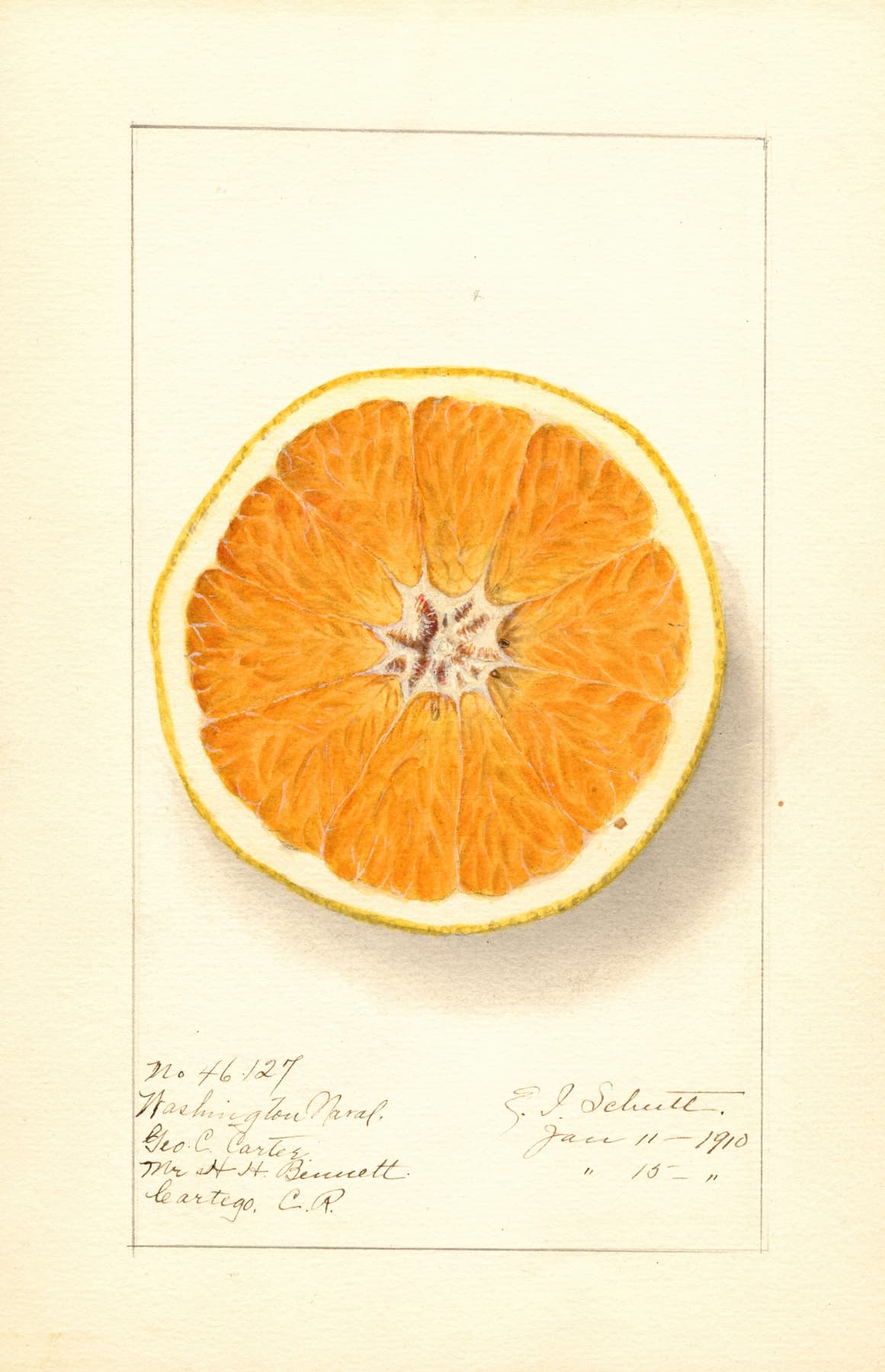Illustration of a sliced orange on a light yellow background