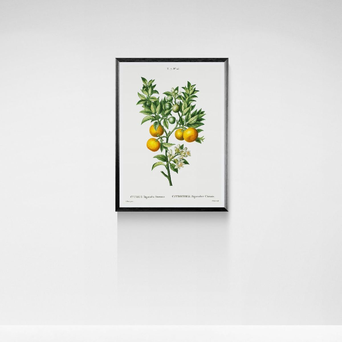 Framed botanical print of a plant with fruits on a white wall