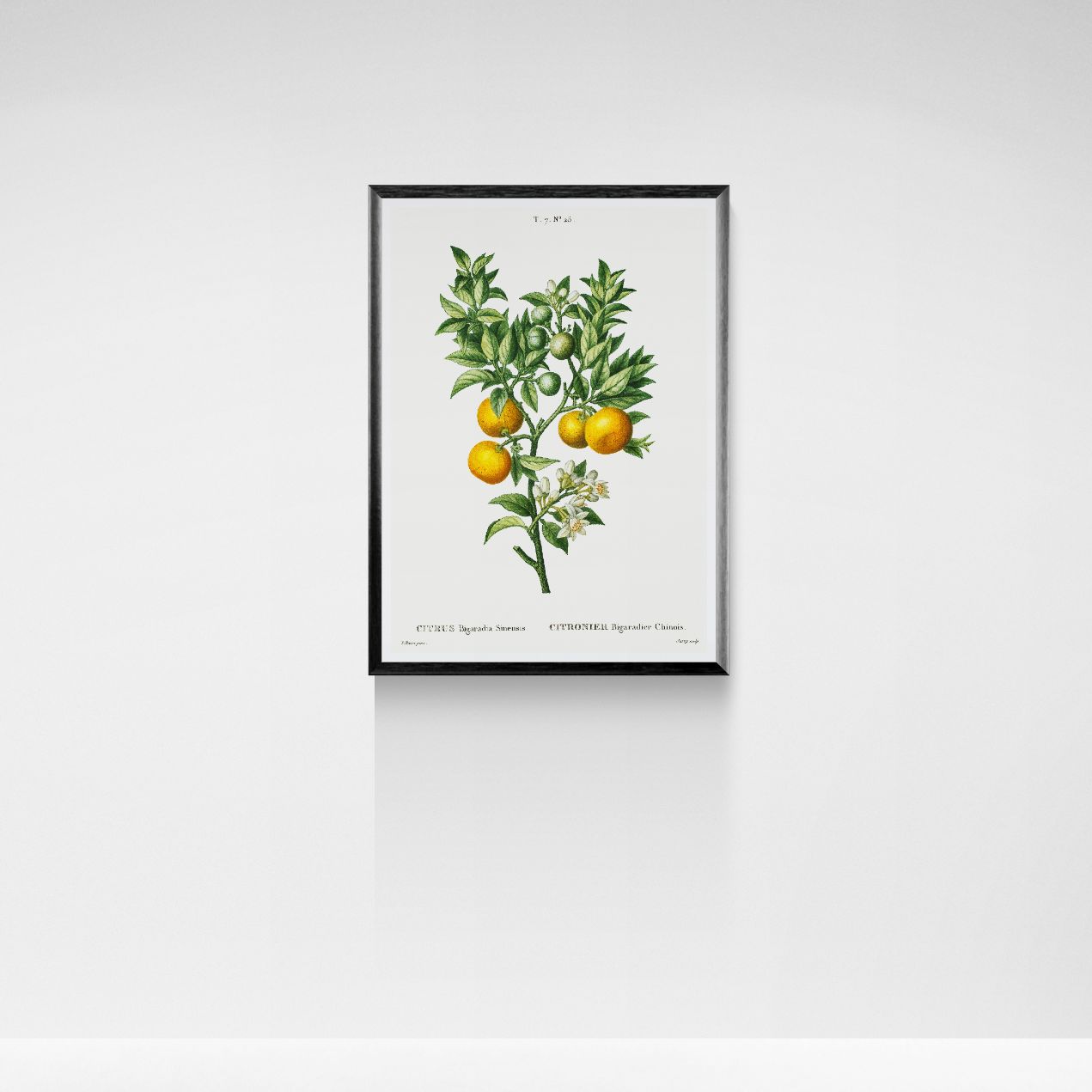 Framed botanical print of a plant with fruits on a white wall
