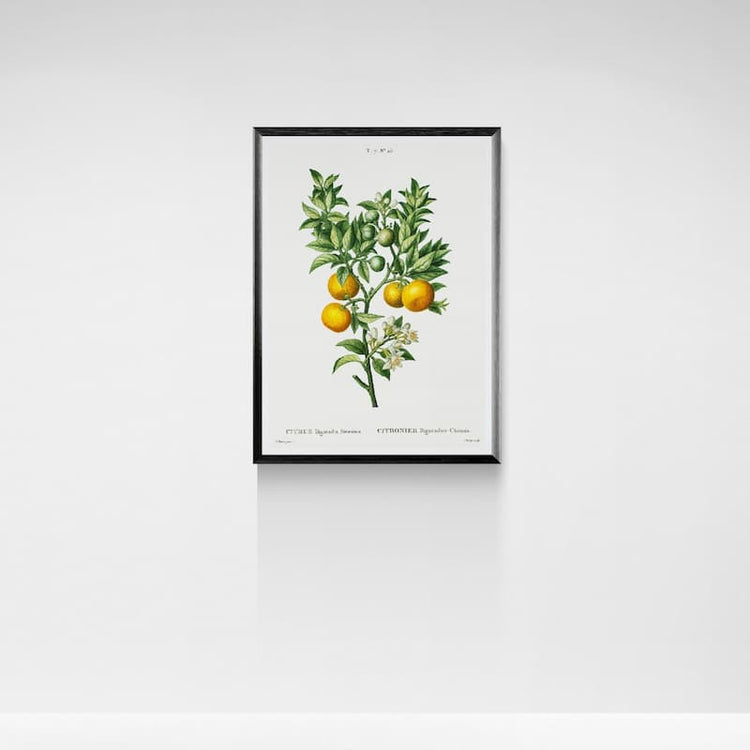 Orange Botanical Print | Pierre-Joseph Redouté | 1800s Vintage Citrus Floral Illustration