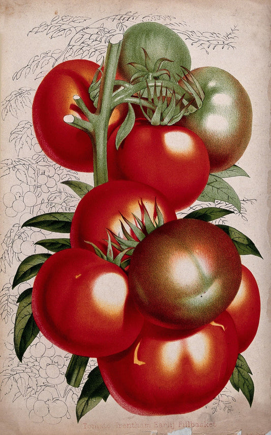 Illustration of tomatoes on a vine with a detailed background