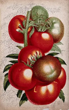 High-quality Giclée reproduction of P. de Pannemaeker's chromolithograph showing a cluster of ripe red and green tomatoes on the vine, vintage 1800s botanical vegetable art.