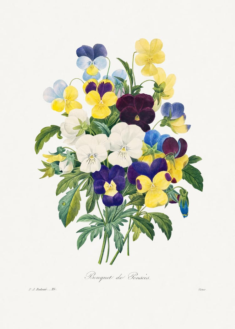 Pansy art print | Pierre-Joseph Redouté (1800s)