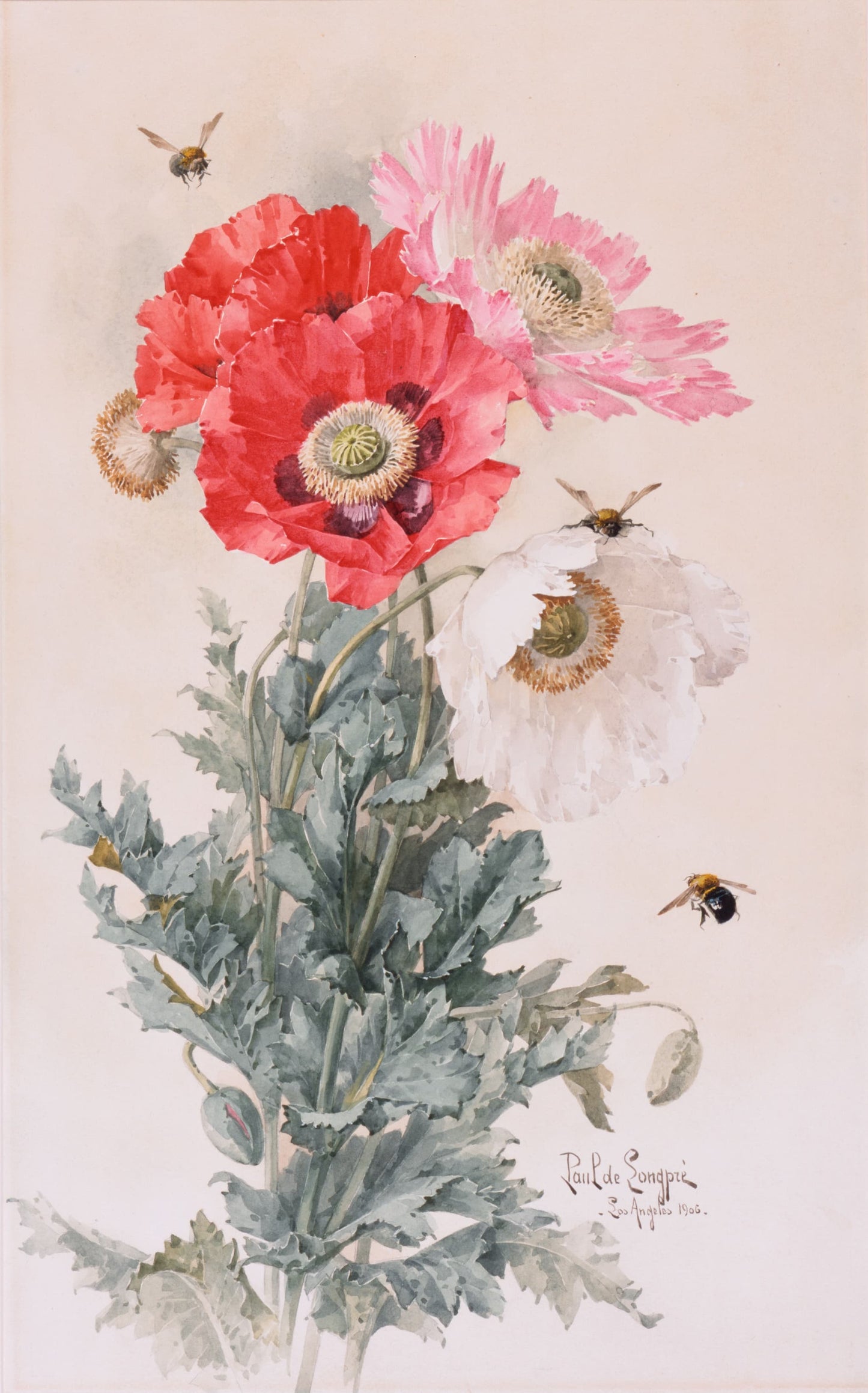 Illustration of poppies with bees on a beige background