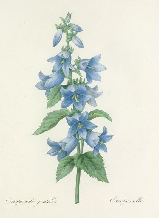 High-quality Giclée reproduction of Pierre-Joseph Redouté's hand-colored engraving of a Campanula bluebell flower with green leaves, vintage 1800s French botanical illustration.
