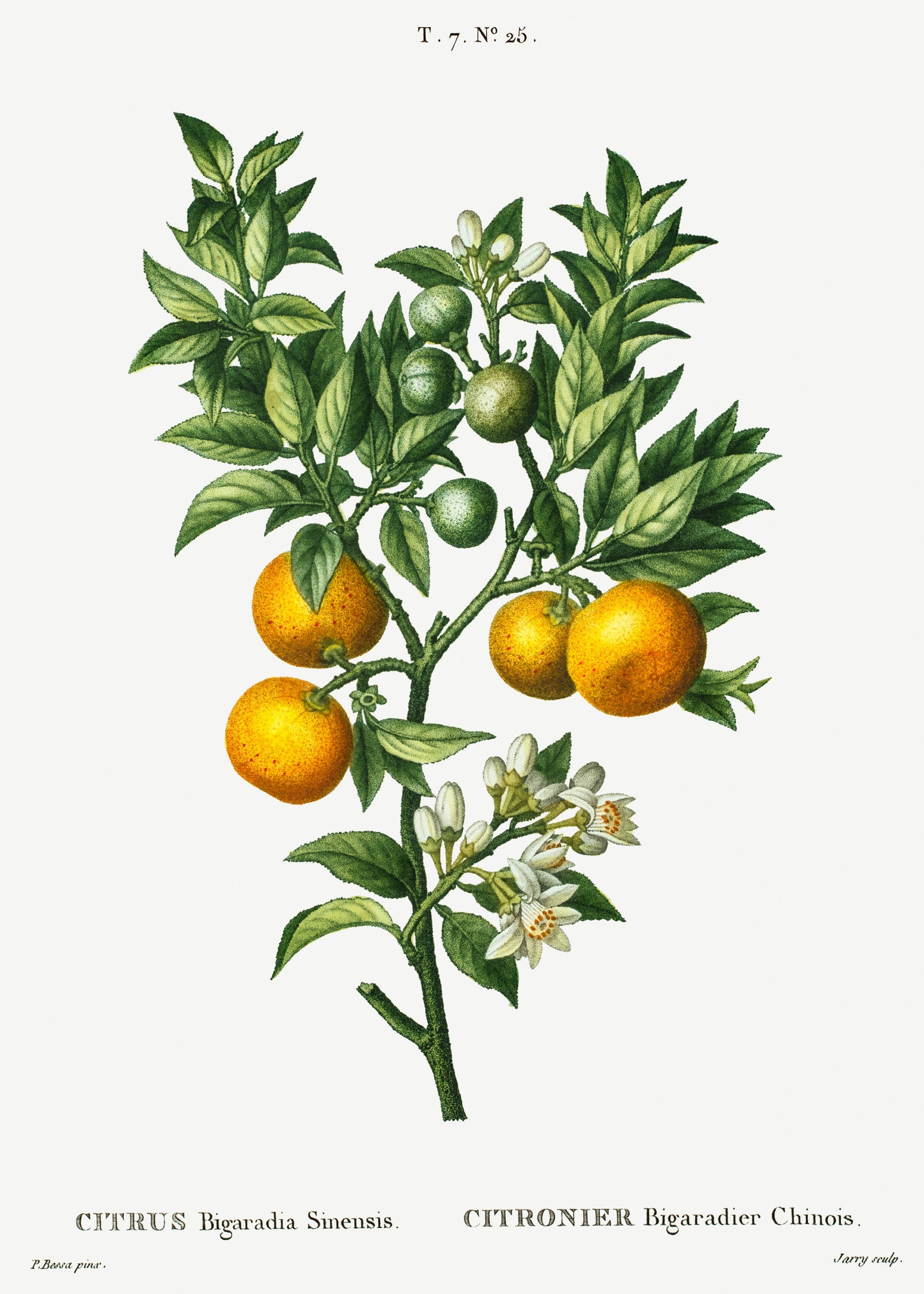 Illustration of a citrus plant with fruits and leaves on a white background