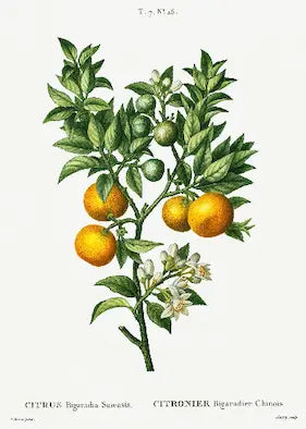 Museum-quality Giclée reproduction of Pierre-Joseph Redouté's 19th-century botanical illustration of an Orange Tree Branch, showing ripe fruit, white blossoms, and green leaves.