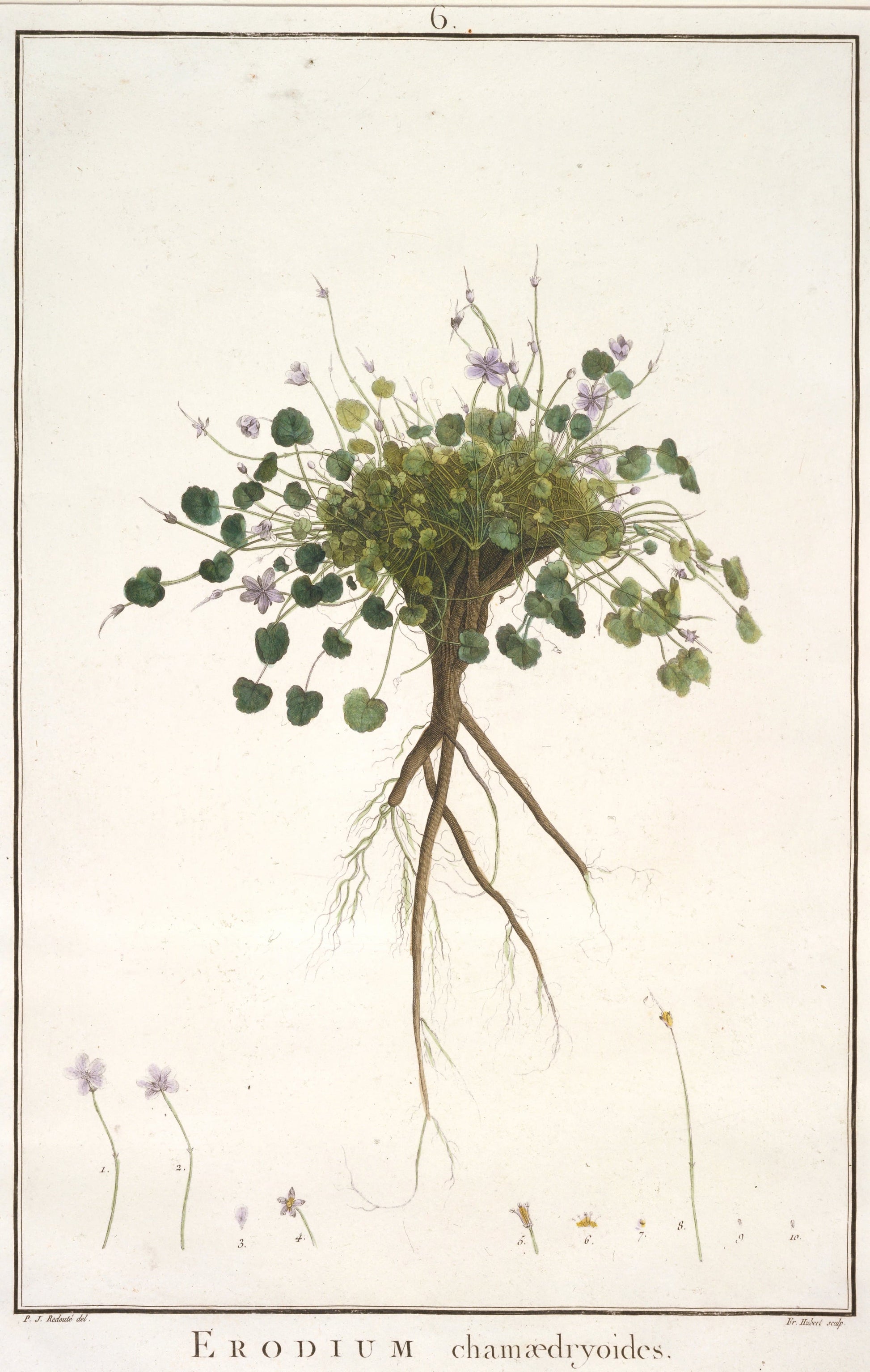 Botanical illustration of Erodium cicutarium with roots and flowers on a beige background.