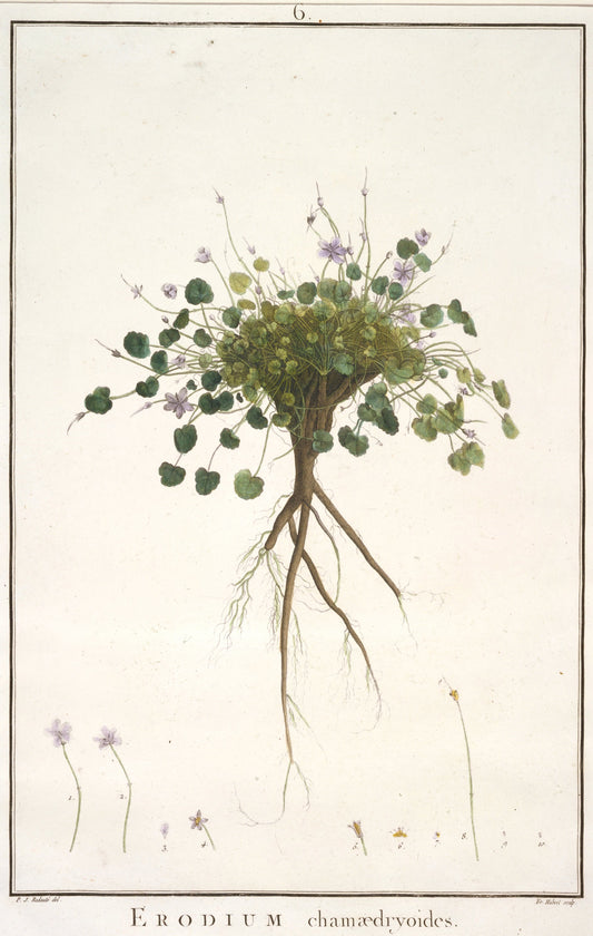 Botanical illustration of Erodium cicutarium with roots and flowers on a beige background.