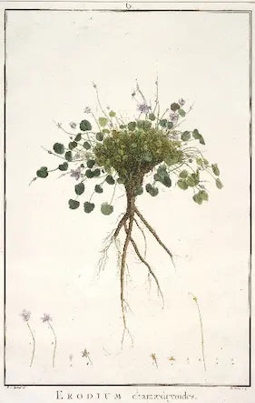Museum-quality Giclée reproduction of Pierre-Joseph Redouté's 19th-century botanical illustration of Erodium Chamaedryoides (Majorcan Stork's Bill), showing the complete plant, including the detailed root system, leaves, and tiny pink flowers.